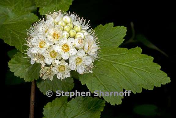 physocarpus capitatus 4 graphic